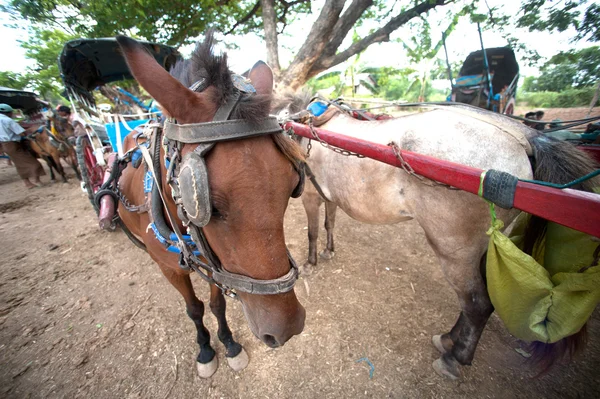 Transporte en la antigua ciudad de Inwa, Myanmar . —  Fotos de Stock