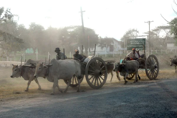 Group of ox carts journey home everyday in the evening , Myanmar — Stock Photo, Image