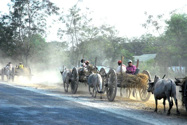 Группа тележек с быками каждый вечер возвращаются домой, Мьянма — стоковое фото