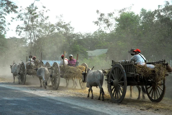 Gruppo di carri buoi viaggio di ritorno a casa tutti i giorni la sera, Myanmar — Foto Stock