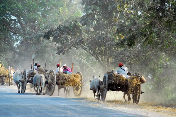 Group of ox carts journey home everyday in the evening,Myanmar. — Stock Photo, Image