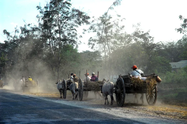 Grupp av ox kärror resa hem varje dag på kvällen, Myanmar — Stockfoto