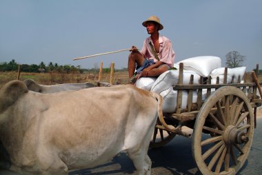 Sepeti öküzler tarafından çizilmiş.