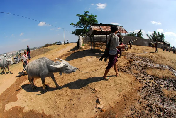 남자 시장, 미얀마에 그의 황소를 데리고. — 스톡 사진
