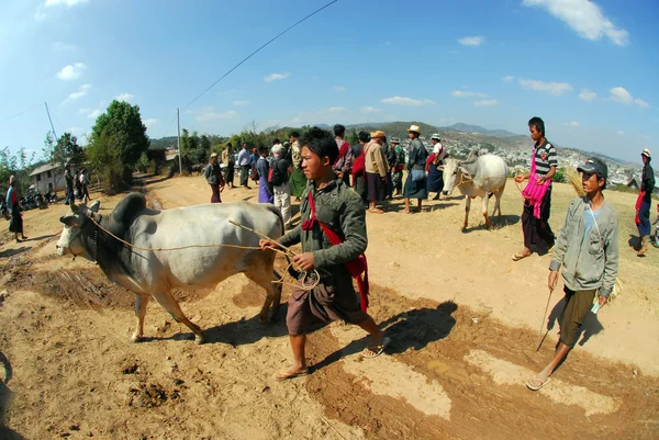 Muž, který své dobytče na trh, Myanmar. — Stock fotografie