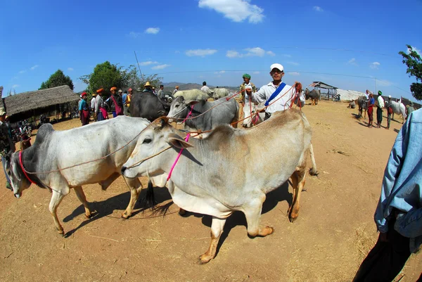 Человек, приносящий своего быка на рынок, Мьянма . — стоковое фото