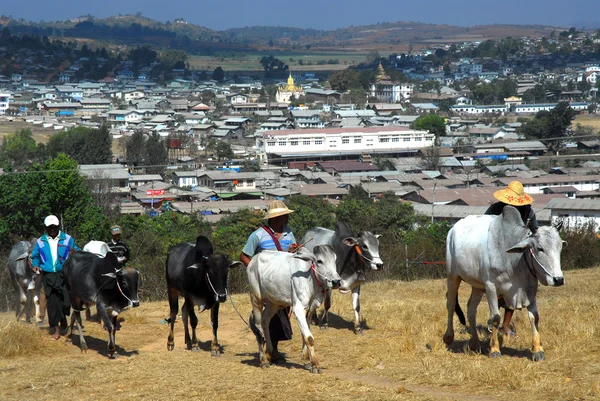 En man föra hans oxe till marknaden, Myanmar. — Stockfoto