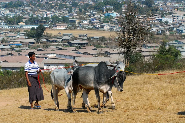 En man föra hans oxe till marknaden, Myanmar. — Stockfoto