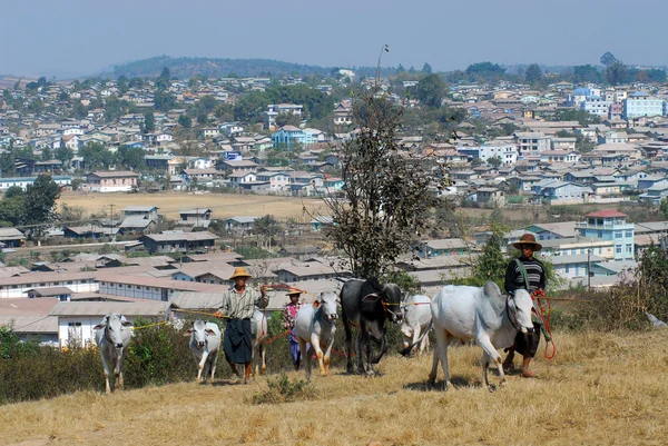 En man föra hans oxe till marknaden, Myanmar. — Stockfoto