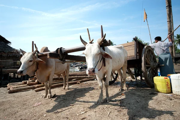 Ox cart at riverside  in Kyaikto city,Myanmar. — Stock Photo, Image