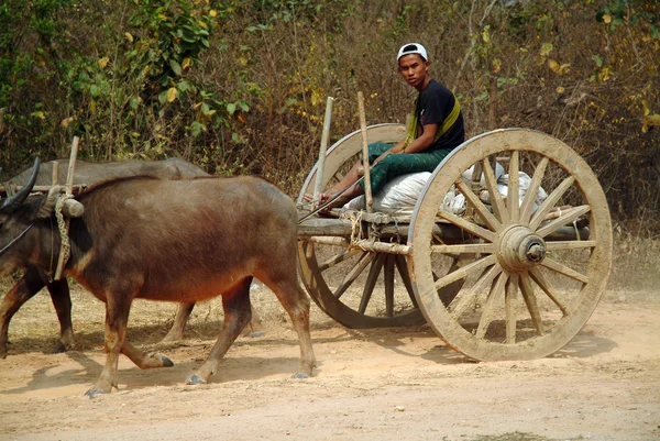 Vagnen dras av buffalo. — Stockfoto