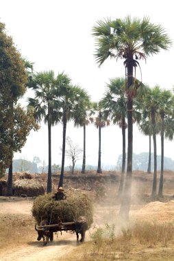 Myanmar alanında çekili Buffalo arabaları.