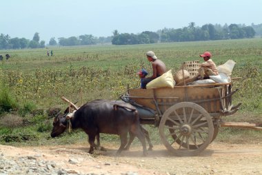 Myanmar alanında çekili Buffalo arabaları.