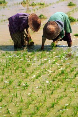 Myanmar farmer working in ricefield. clipart