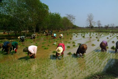 Myanmar çiftçi ricefield içinde çalışma.