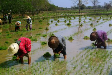 Myanmar çiftçi ricefield içinde çalışma.