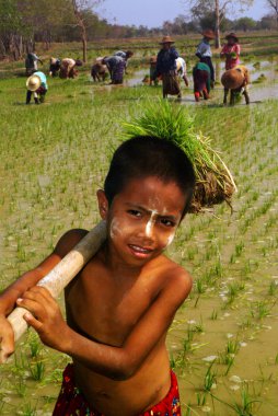 Ricefield içinde çalışan genç Myanmar çiftçi.