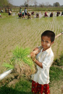 Ricefield içinde çalışan genç Myanmar çiftçi.