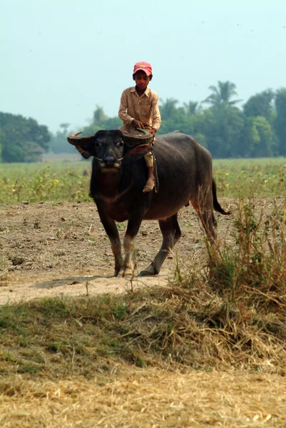 Boy ridning en buffel i Myanmar landsbygden. — Stockfoto