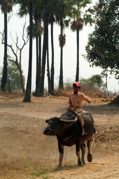 Boy ridning en buffel i Myanmar landsbygden. — Stockfoto