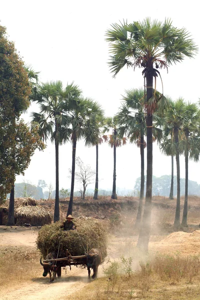 Баффало буксируют на поле Мьянмы . — стоковое фото