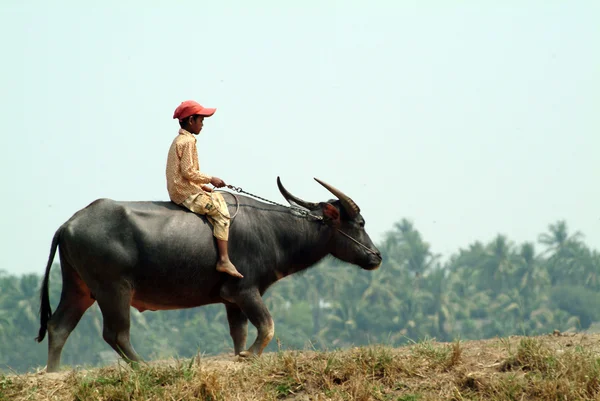 Boy riding a buffalo in Myanmar countryside. — Stock Photo, Image