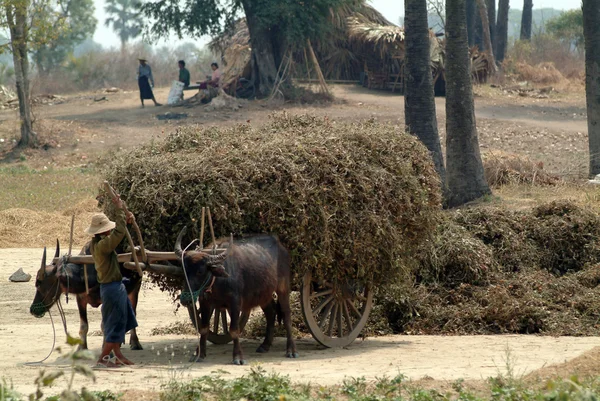 水牛车拖在缅甸字段中. — 图库照片