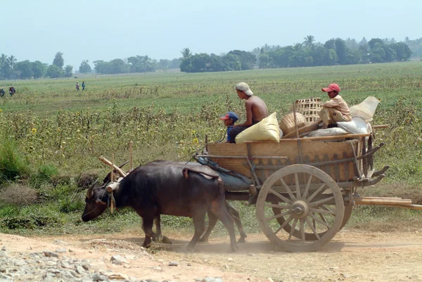 Buffalo carts towed in Myanmar field. — Stock Photo, Image