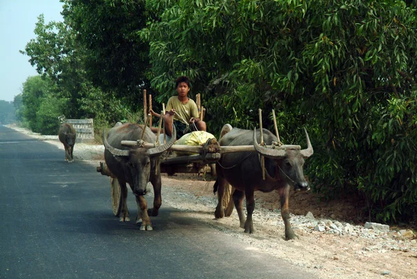 Buffel kärror dragna i Myanmar fält. — Stockfoto