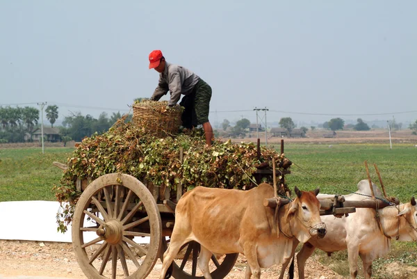 Bullock carrelli rimorchiati in Myanmar campo  . — Foto Stock