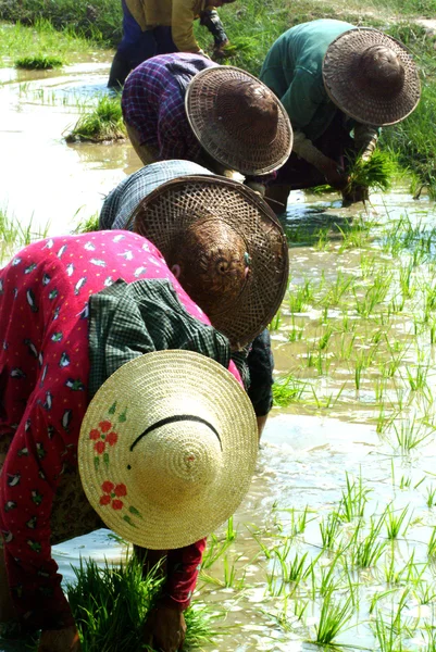 Myanmar çiftçi ricefield içinde çalışma.