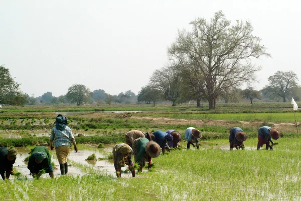 Myanmar agricultor trabajando en el campo de arroz . — Foto de Stock