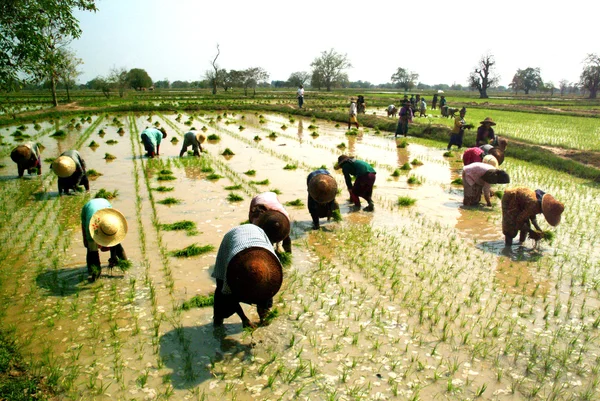 Myanmar agricultor trabajando en el campo de arroz . —  Fotos de Stock