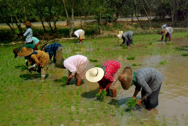 Myanmar agricultor trabajando en el campo de arroz . —  Fotos de Stock