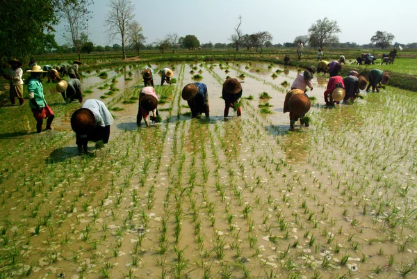 Myanmar agricultor trabajando en el campo de arroz . — Foto de Stock