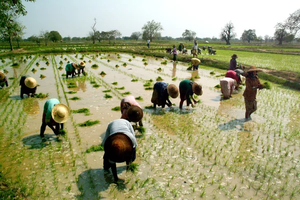 Myanmar çiftçi ricefield içinde çalışma.