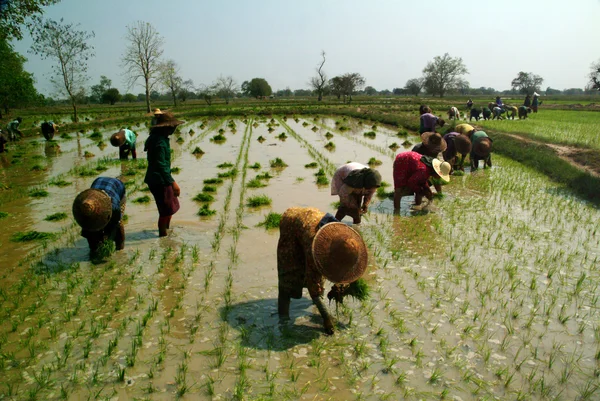 Myanmar agricultor trabajando en el campo de arroz . — Foto de Stock