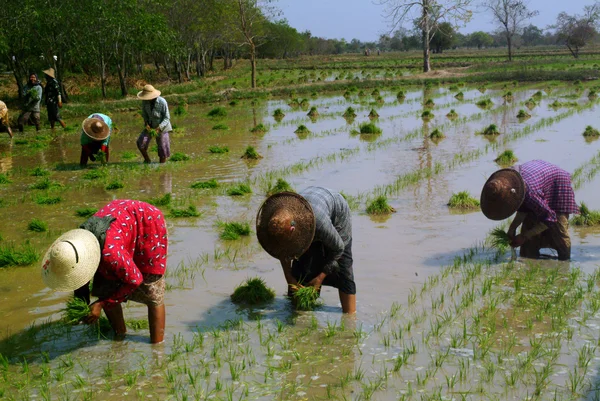 Myanmarer Bauer arbeitet im Reisfeld. — Stockfoto