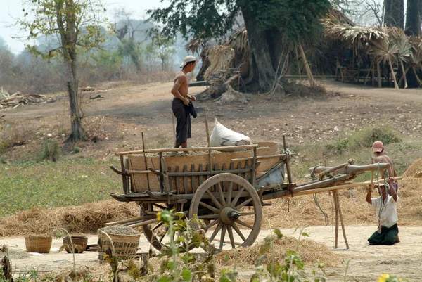 People loading up carts crops. — Stock Photo, Image