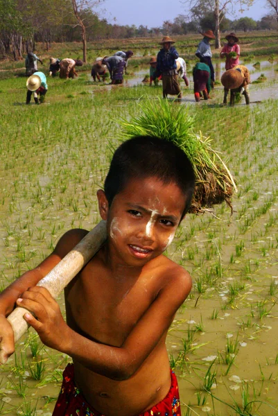 Jóvenes agricultores de Myanmar trabajando en el campo de arroz . —  Fotos de Stock