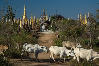 Cows walking around ancient crazy Pagodas of Shee Inn Thein Paya temple near Inle lake in Shan state,Myanmar. clipart