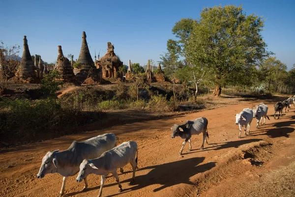Krowy chodzą starożytnej świątyni pagody Shee Inn Thein Paya szalony w pobliżu Inle lake w szan, Myanmar. — Zdjęcie stockowe