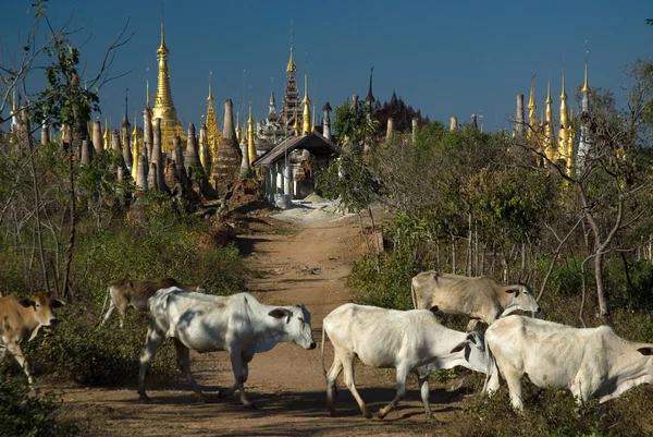 Vacas caminando por antiguas Pagodas locas del templo Shee Inn Thein Paya cerca del lago Inle en el estado de Shan, Myanmar . — Foto de Stock