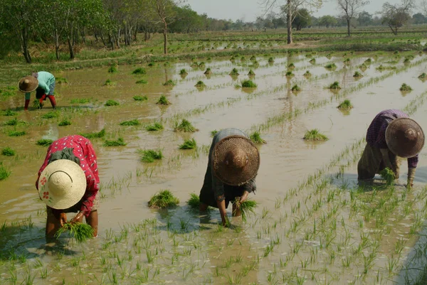 Myanmar jordbrukare som arbetar i risfält. — Stockfoto