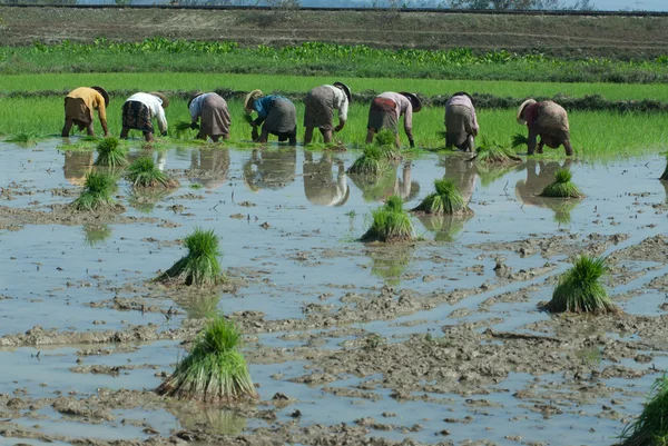 Myanmar rolnik działać w ryżu pola. — Zdjęcie stockowe