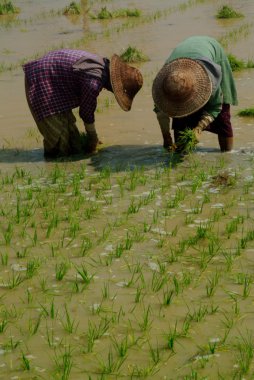 Ricefield, Myanmar çalışma ikiz Bayan.