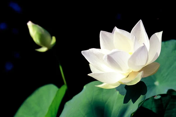 Beyaz lotus .