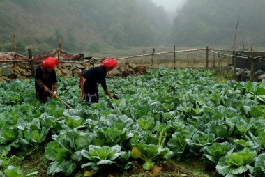 Kırmızı Dao Vietnam'da çalışma azınlık.