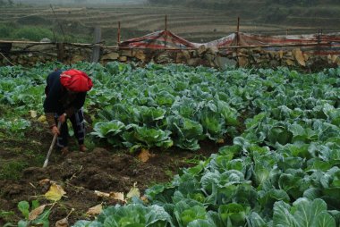 Kırmızı Dao Vietnam'da çalışma azınlık.