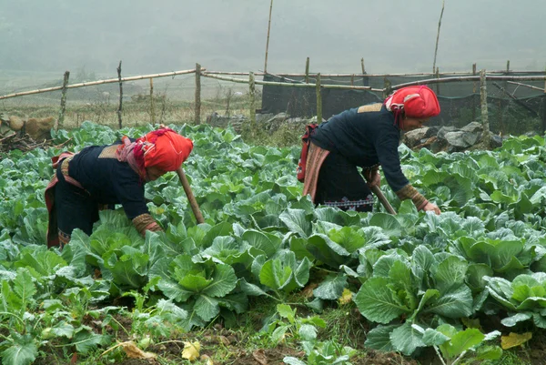 Minoranza Red Dao che lavora in Vietnam . — Foto Stock